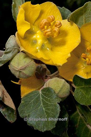 fremontodendron californicum 5 graphic